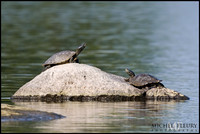 Northern map turtles