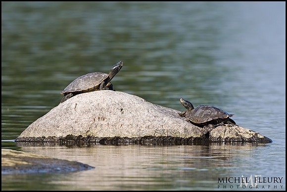 Northern map turtles
