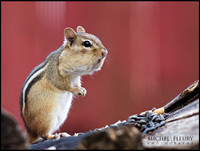 backyard chipmunk