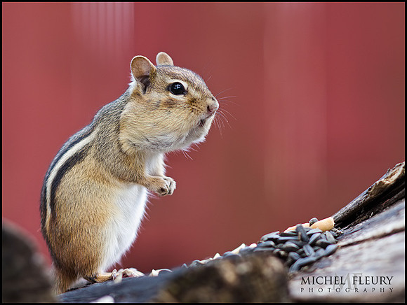 backyard chipmunk
