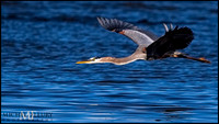 great blue heron in flight