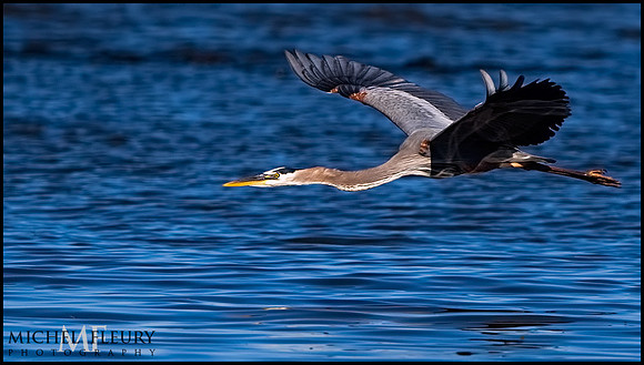 great blue heron in flight