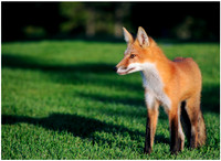 red fox