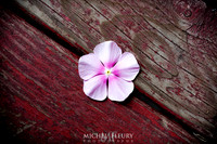 Madagascar Periwinkle on rustic wood