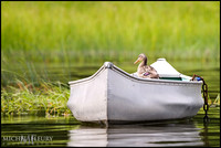 mallard duck in rowboat