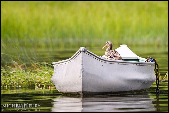 mallard duck in rowboat