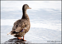 female mallard duck