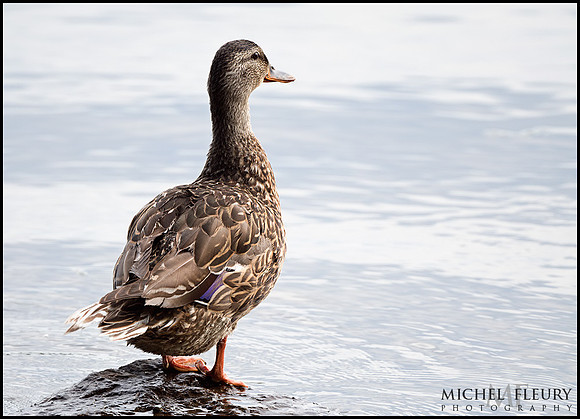 female mallard duck