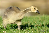 juvenile Canada goose