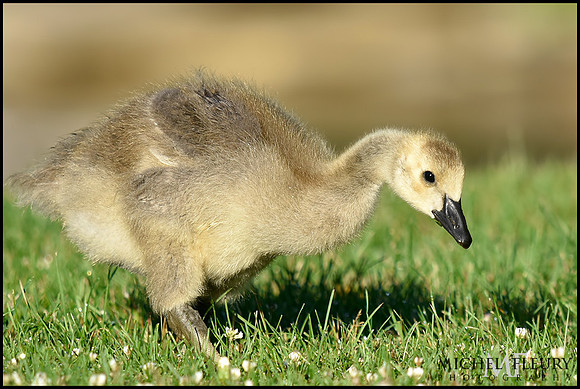 juvenile Canada goose