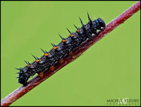 spiny elm caterpillar