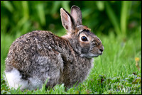 shedding hare