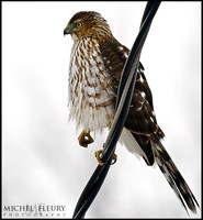 Cooper's Hawk (juvenile)