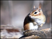 chipmunk