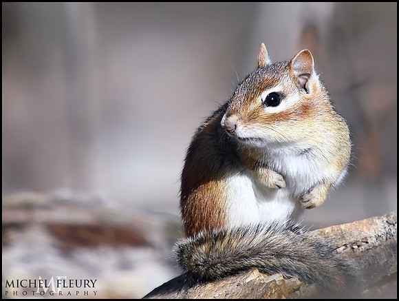 chipmunk
