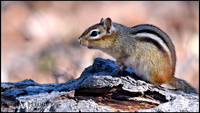 chipmunk