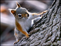 red squirrel