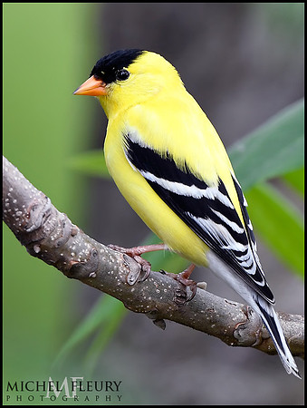 American Goldfinch