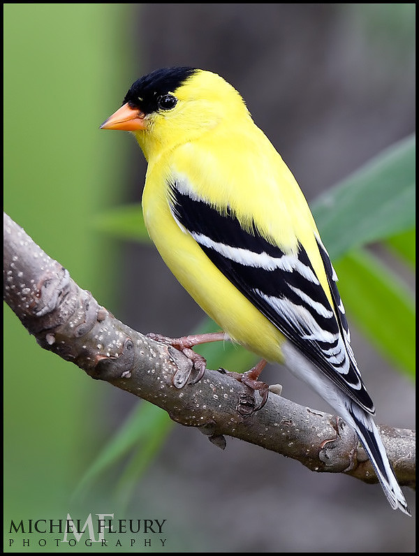 American Goldfinch