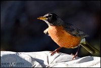 American Robin