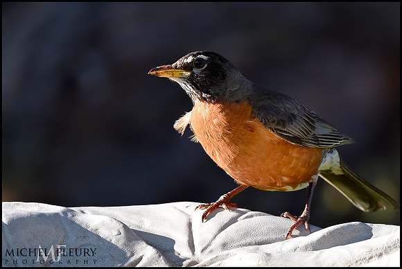 American Robin
