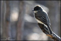 chickadee