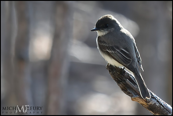 chickadee
