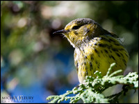 warbler