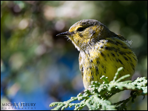 warbler