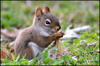 red squirrel