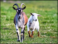 leader and follower