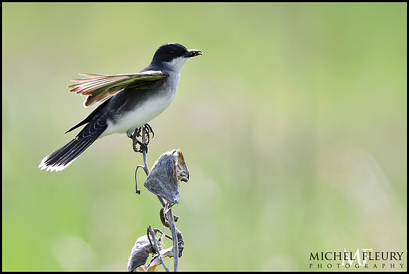 Eastern Kingbird