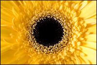 black hole sun