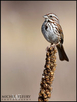 song sparrow
