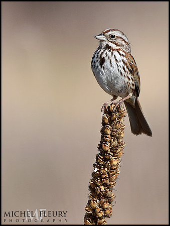 song sparrow