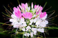 flowers, flora