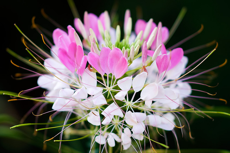 cleome