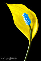 peace lily for Ukraine